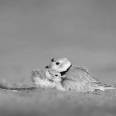 ray-hennessy-118049b